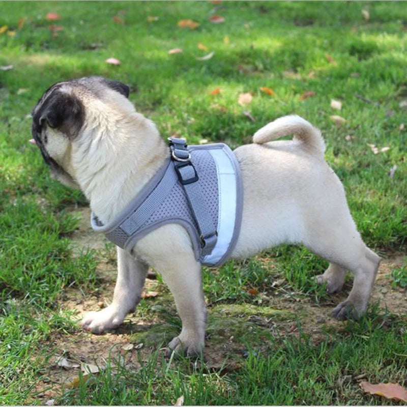 Action honden tuigje met kleuraccent – Leuk en opvallend