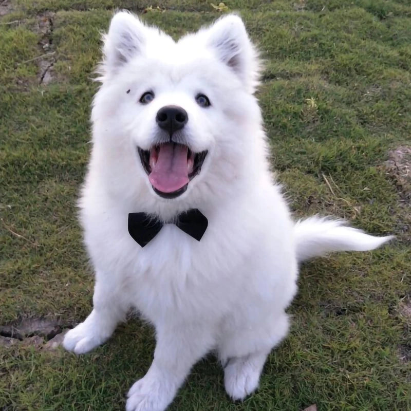 Cadeaupakket hond verjaardag β Compleet en feestelijk