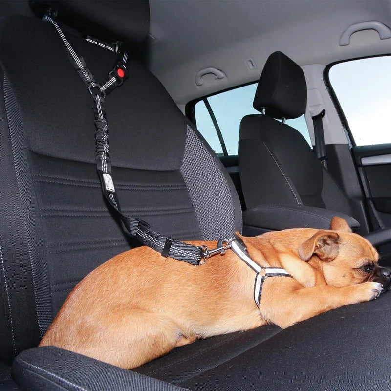 Tuigje hond met kliksluiting – Snel en veilig