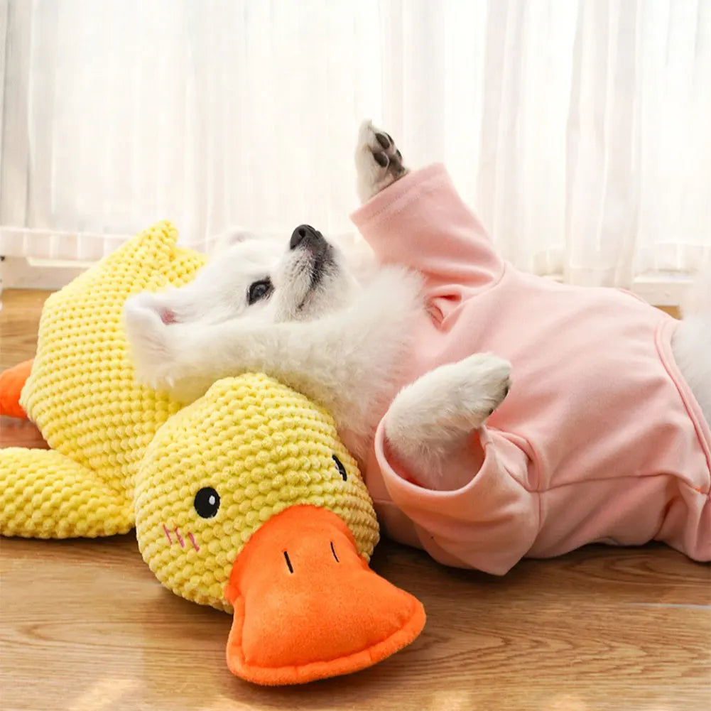 Cadeau voor hond en mens – Duo plezier