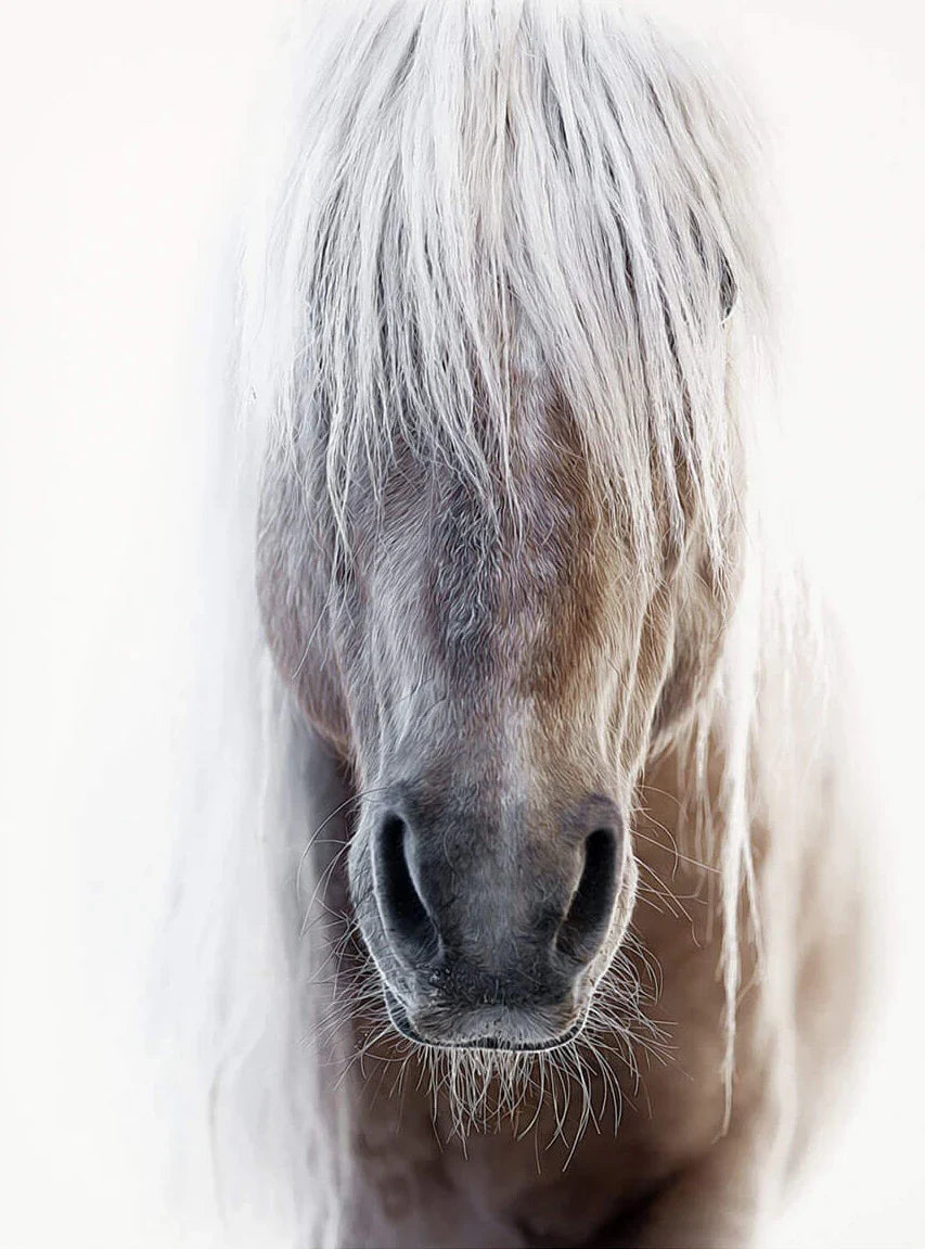 Poster van een cactus of andere plant