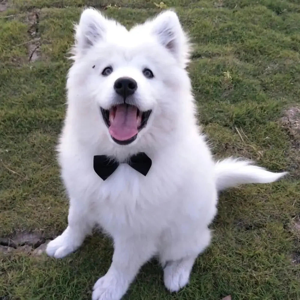 Cadeaupakket hond verjaardag β Compleet en feestelijk