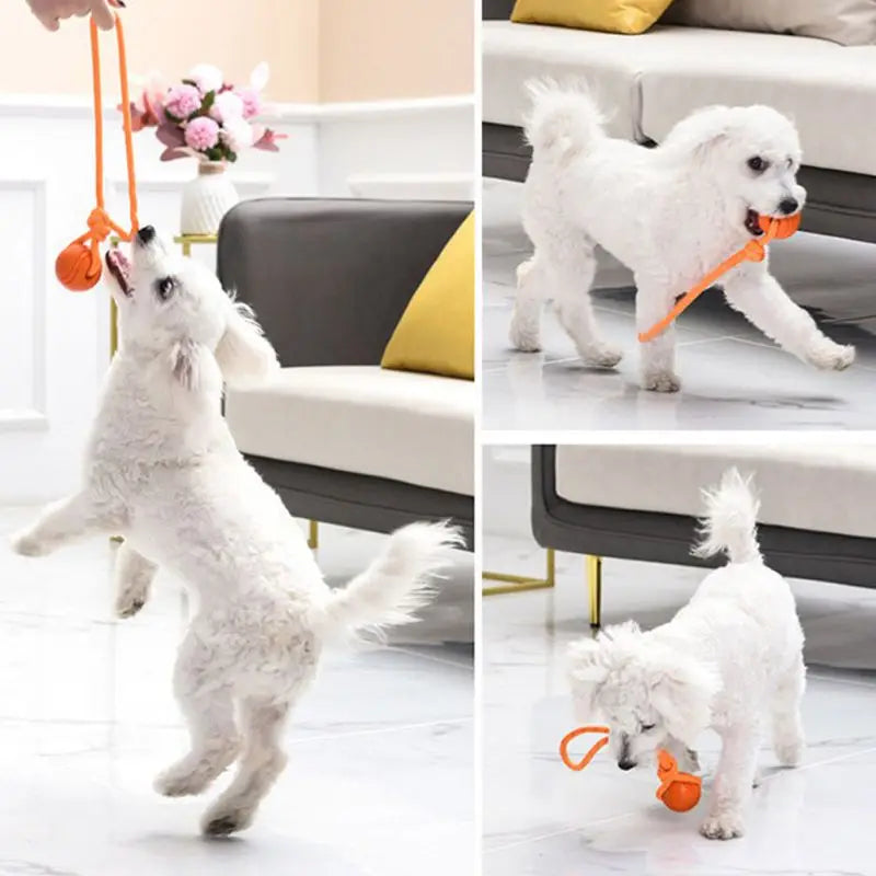 Cadeau hond met naam – Gepersonaliseerd en uniek