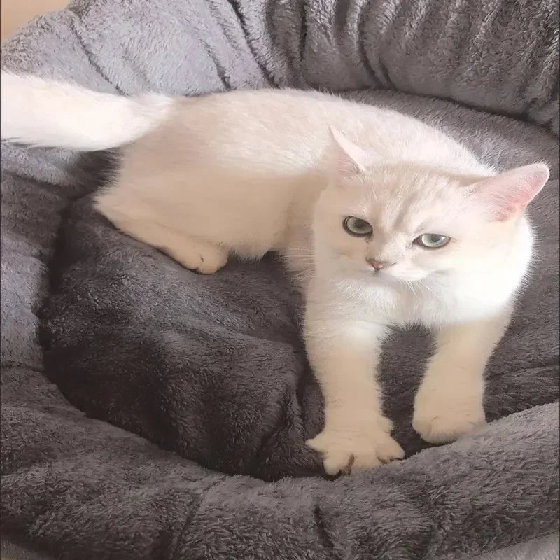 Kattenmand voor grote rassen zoals Maine Coon – Extra stevig