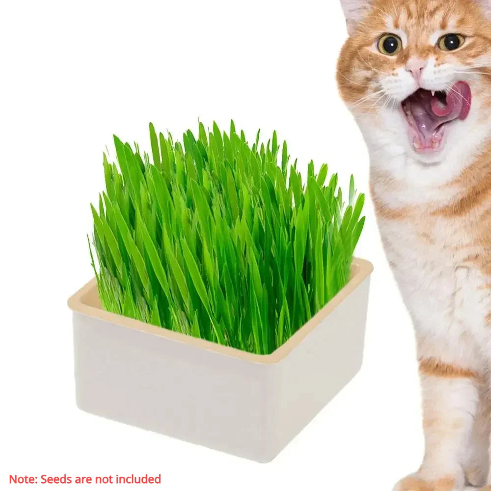 Leuk kattenspeeltje met touw – Ideaal voor trekspelletjes