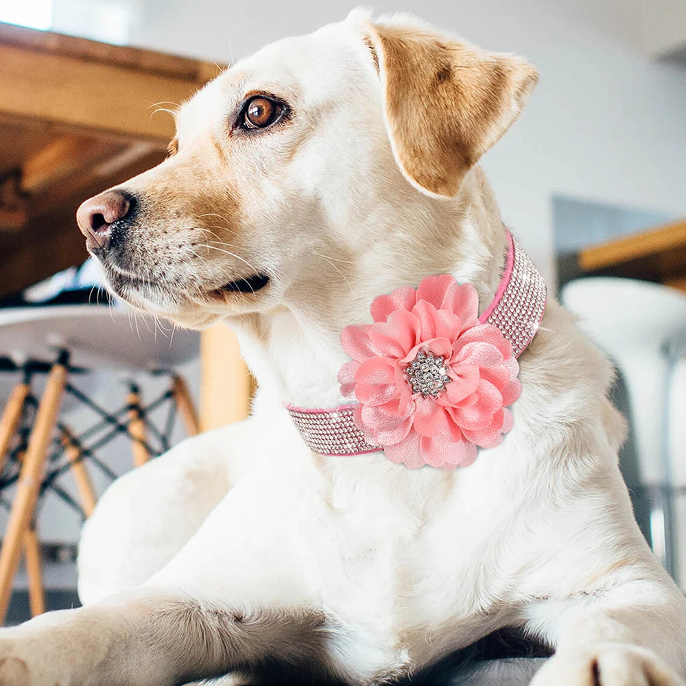 Tuigje voor actieve honden β Blijft goed zitten