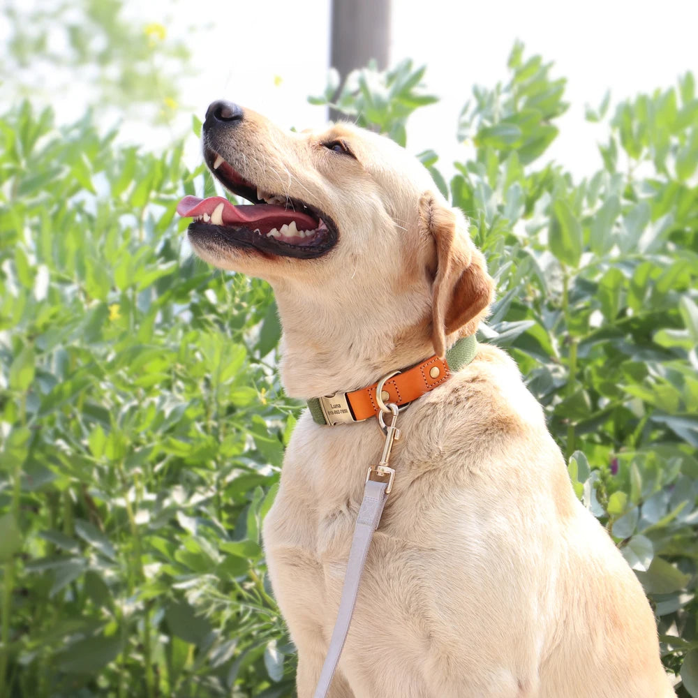 Action honden tuigje basic model – Simpel en effectief