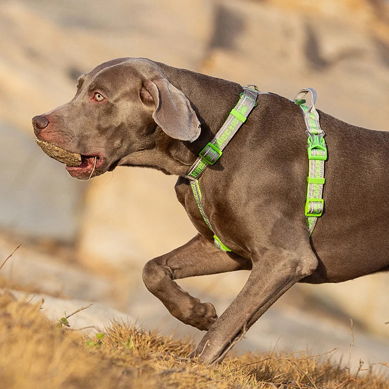 Honden tuigje met padding – Extra comfort voor de hond