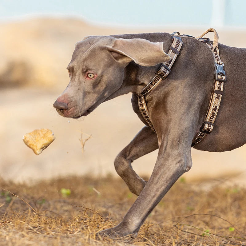 Tuigje voor hond van nylon – Sterk en slijtvast