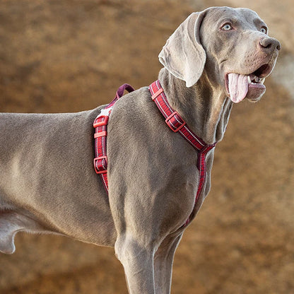Comfort tuigje voor oudere honden – Zacht en ondersteunend