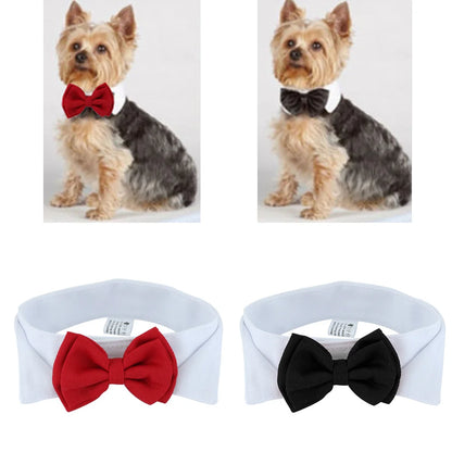 Speelgoed cadeau voor hond – Actief en leuk