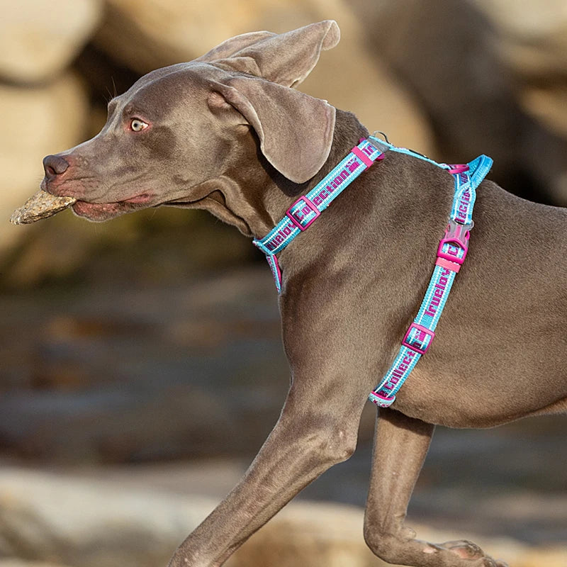 Honden tuigje met padding – Extra comfort voor de hond