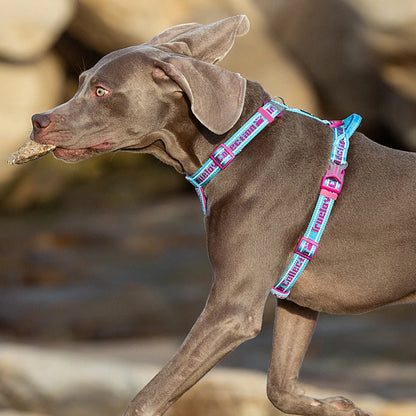 Honden tuigje met padding – Extra comfort voor de hond