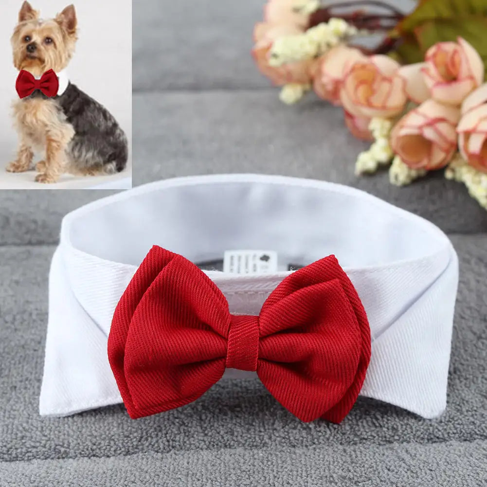 Speelbox als cadeau voor hond – Verrassend en leuk