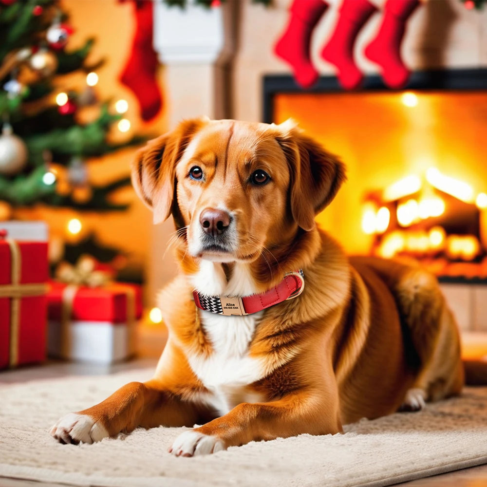 Tuigje met verstelbare rugband – Voor actieve honden