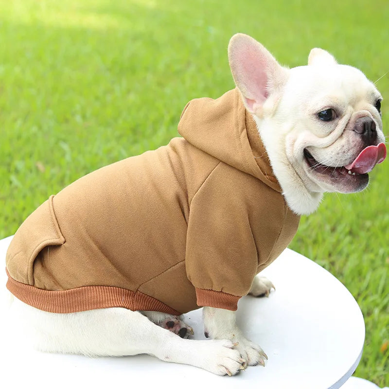Cadeau hond met verjaardagshoed – Klaar voor het feestje