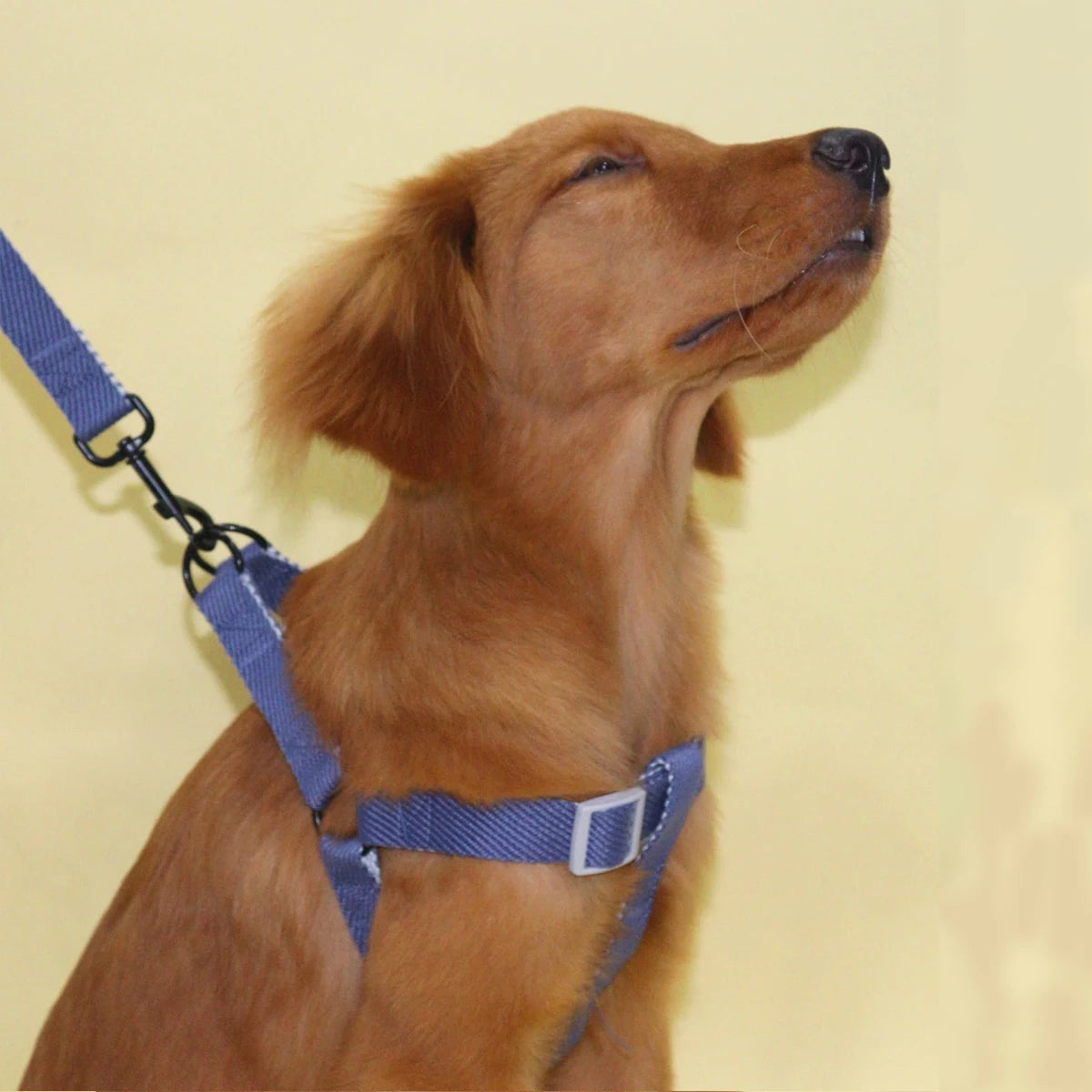 Action tuigje voor hond met klittenband – Makkelijk aan te trekken