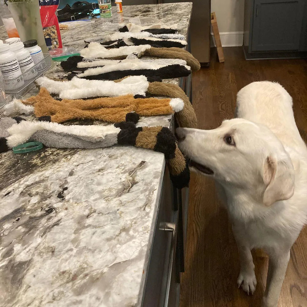 Cadeau voor hond verjaardag compleet – Feest zonder gedoe
