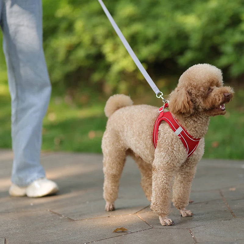 Cadeau hond met naam – Gepersonaliseerd en uniek