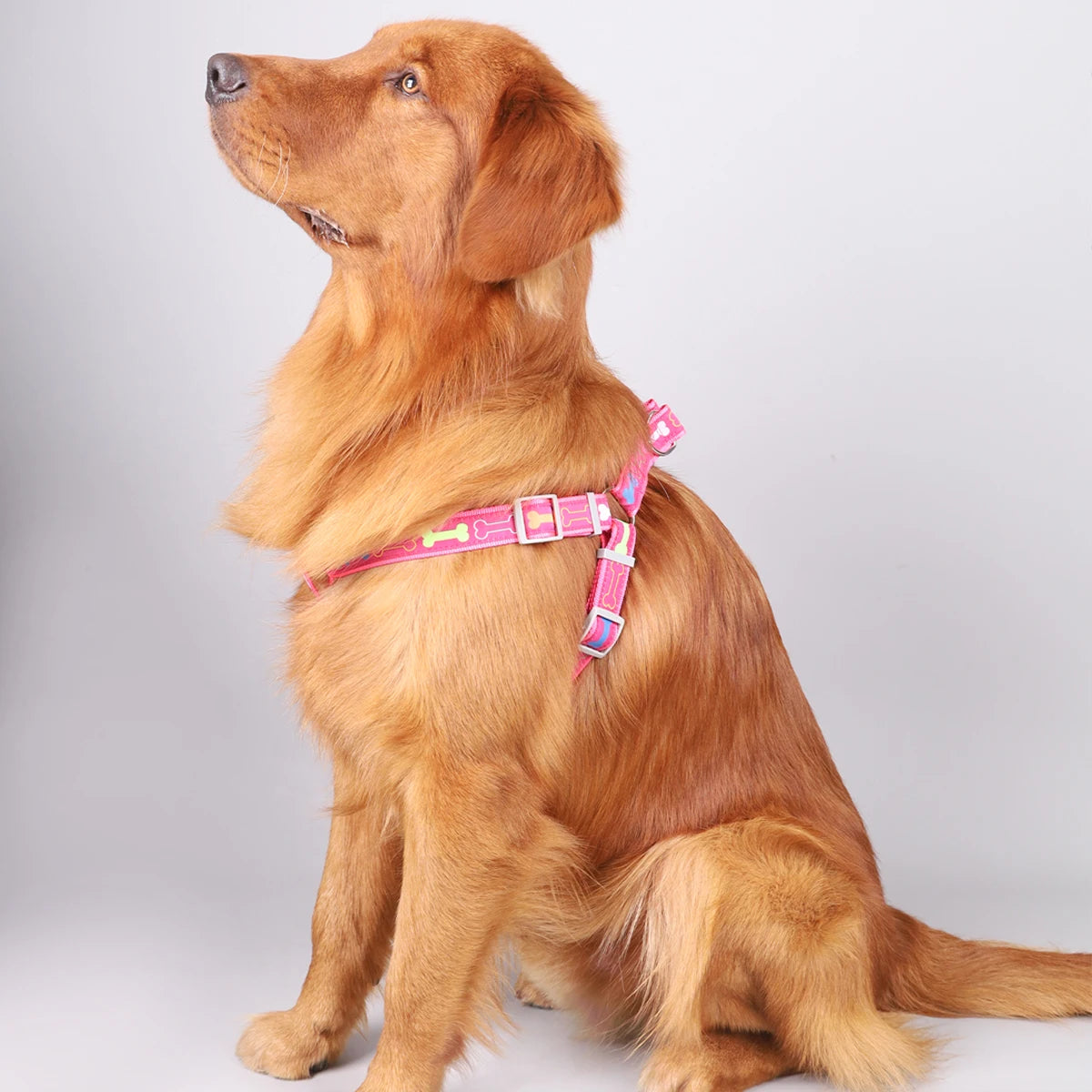 Action honden tuigje voor dagelijks gebruik – Comfortabel wandelen
