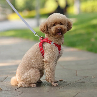 Tuigje voor actieve honden – Blijft goed zitten