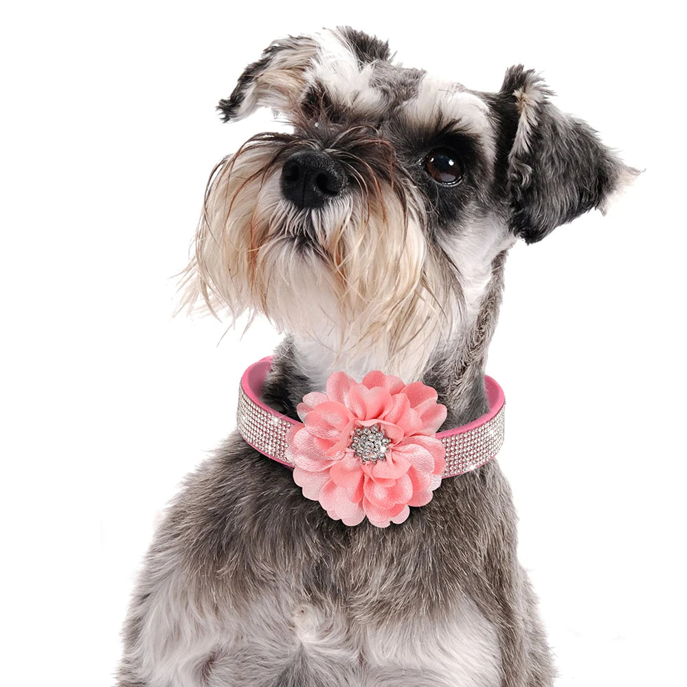 Tuigje hond met reflecterende stiksels – Extra veiligheid