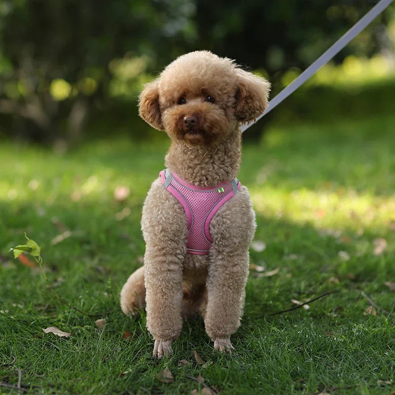 Tuigje voor kleine honden – Licht en zacht materiaal