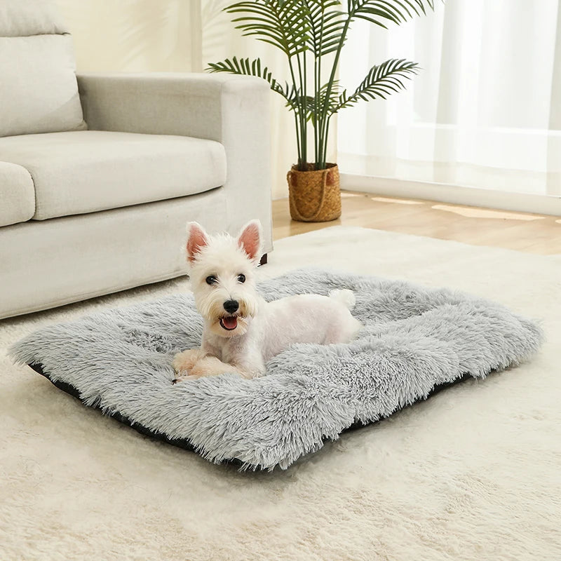 Cadeautips hond verjaardag – Inspiratie voor je beste vriend