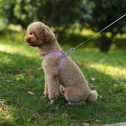 Cadeau hond verjaardag met ballonnen – Feestelijk gebaar