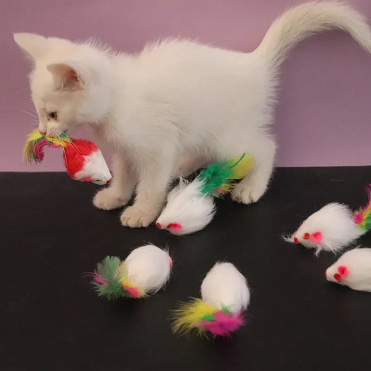 Speelvis met catnip – Onweerstaanbaar