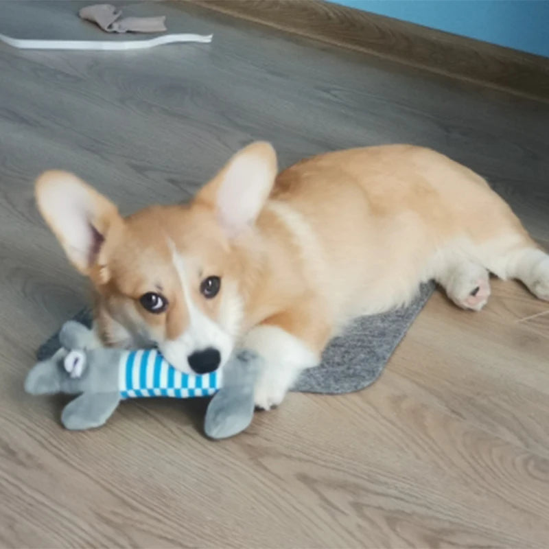 Origineel cadeau hond verjaardag – Creatief en uniek