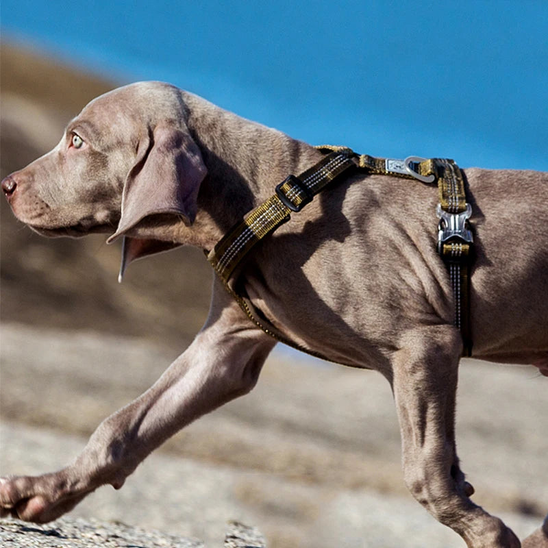 Tuigje voor honden – Comfort en controle tijdens het wandelen