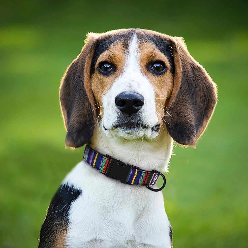 Tuigje voor hond met stijlvolle look – Praktisch en mooi