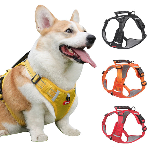 Tuigje hond met reflecterende stiksels – Extra veiligheid