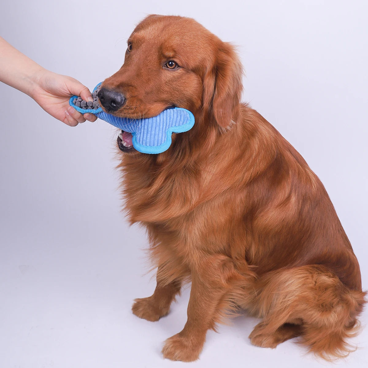 Verjaardag cadeau hond en baasje – Samen feest vieren