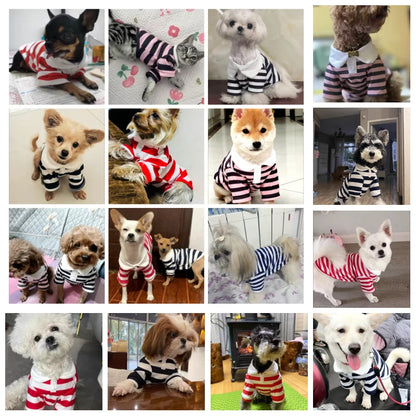 Puppy cadeau verjaardag – Veilig en vrolijk