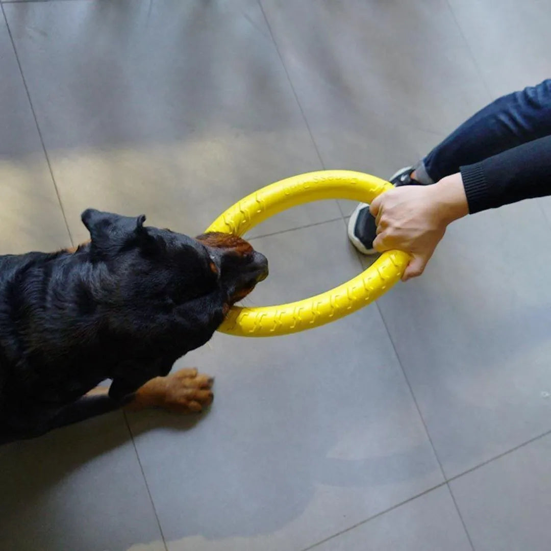 Verjaardagscadeau voor hond – Leuk en origineel