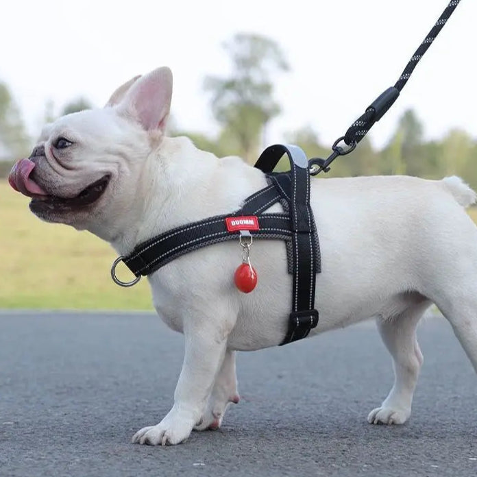 Tuigje hond met ruime borstplaat – Goede drukverdeling