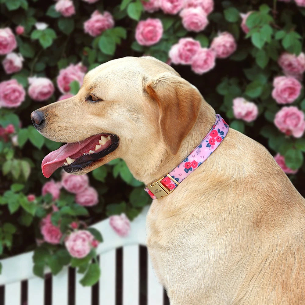 Tuigje met zachte padding – Voor gevoelige honden