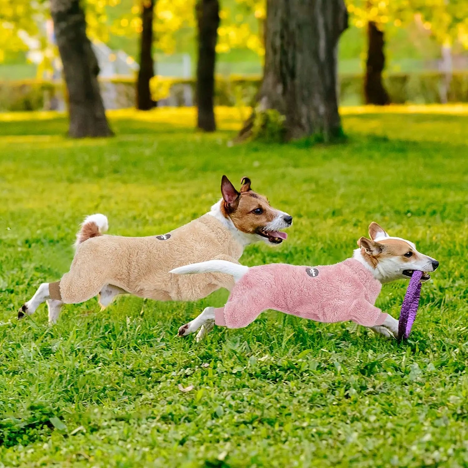 Cadeau voor honden en baasjes – Een dubbel plezier