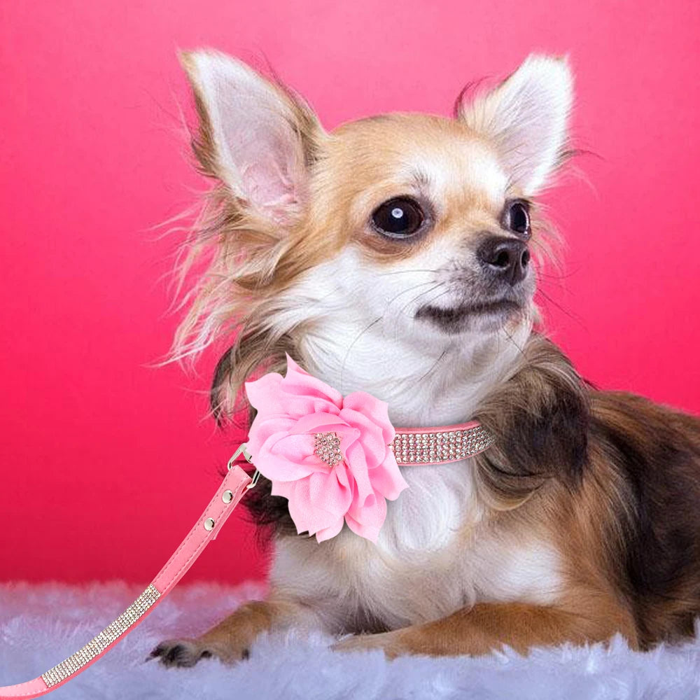 Tuigje met verstelbare rugband – Voor actieve honden