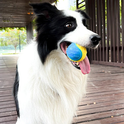 Verjaardag cadeau hond en baasje – Samen feest vieren