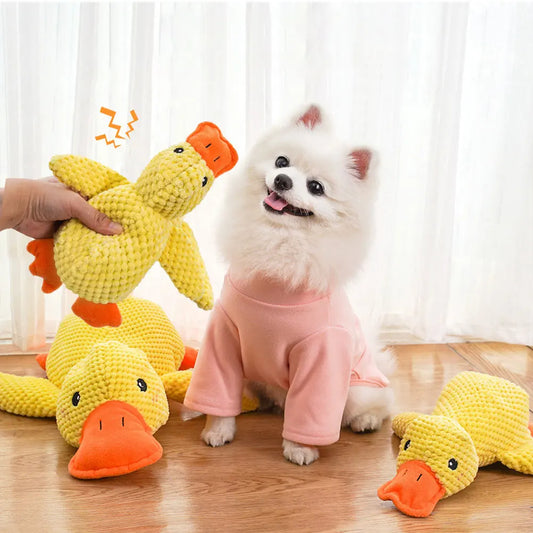 Verjaardag hond vieren – Met een origineel cadeau