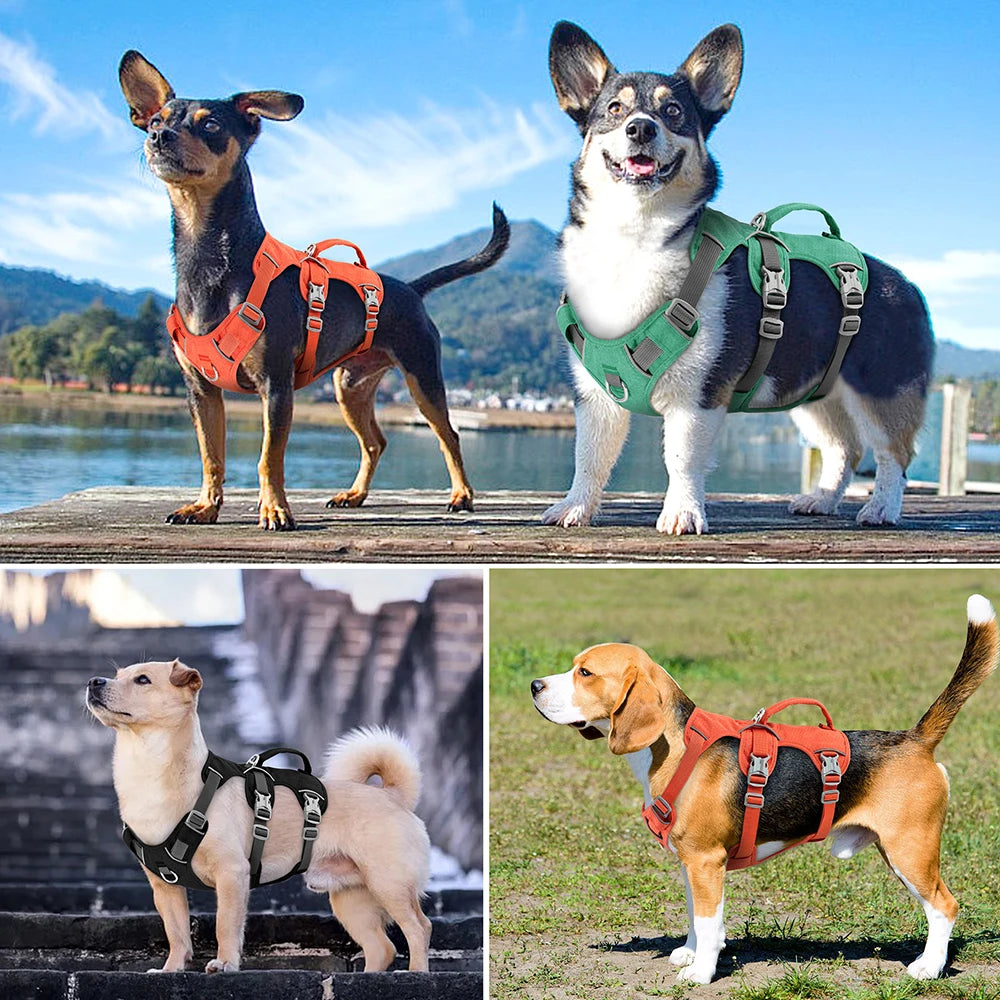 Tuigje honden met reflecterende strepen – Veilig op pad