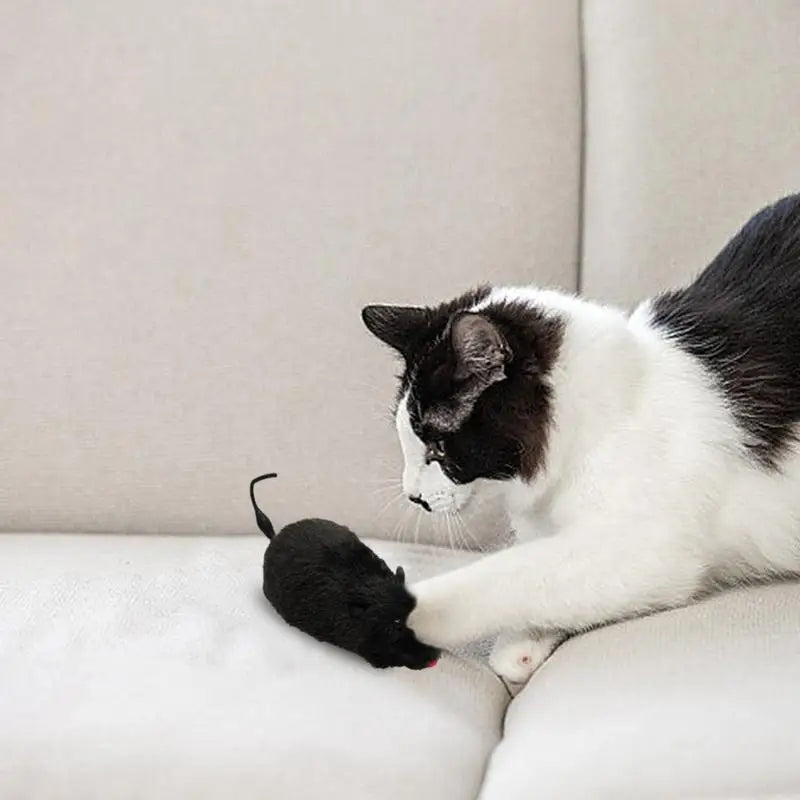 Kattenspeeltje met veerstaart – Onweerstaanbaar