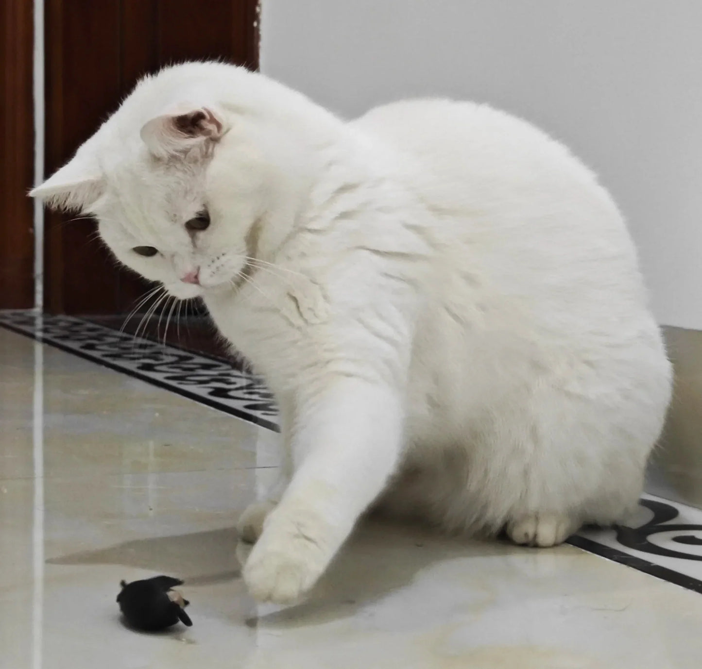 Leukste kattenspeeltjes met lichtgevende effecten – Voor nachtkatten