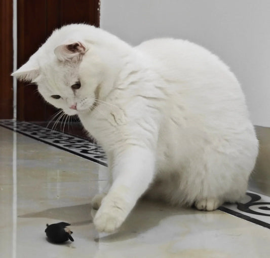 Leukste kattenspeeltjes met lichtgevende effecten – Voor nachtkatten