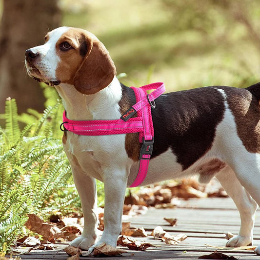 Verstelbaar tuigje voor honden – Past altijd perfect