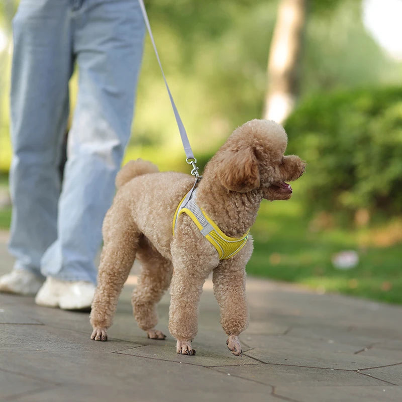 Cadeau hond verjaardagset – Compleet met feestmuts