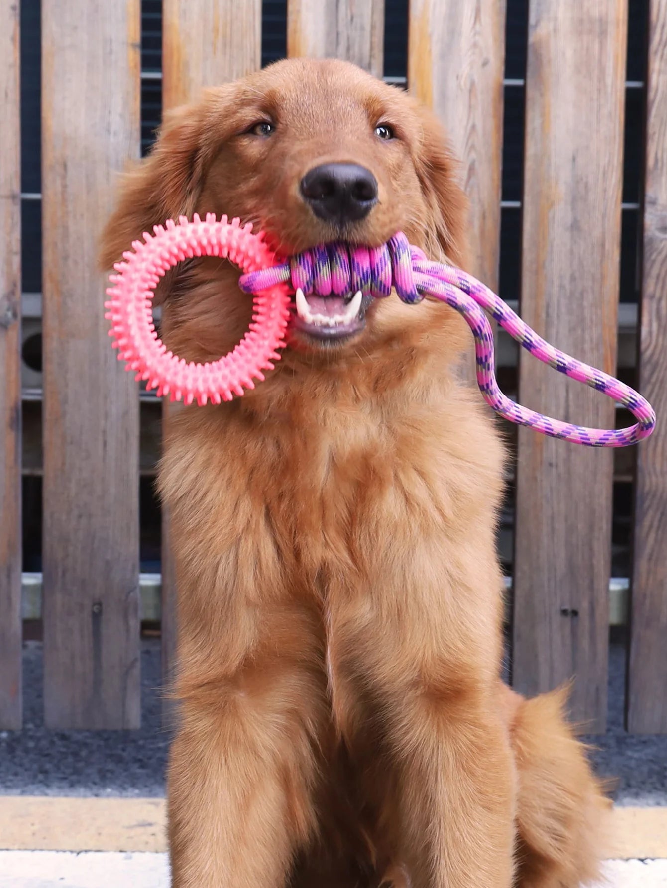 Cadeauset hond inclusief snacks – Voor grote en kleine honden